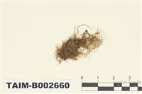 藏品(刺葉小鼠尾苔)的圖片